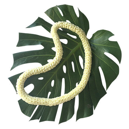 Kukui nut lei, fresh leis, orchid leis, hawaiian leis, fresh leis shipped, hawaiian leis delivered, graduation leis from hawaii shipped, fresh leis delivered