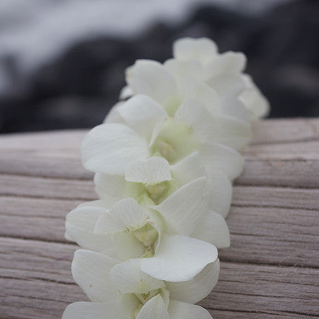 orchid leis bulk, fresh leis, orchid leis, hawaiian leis, fresh leis shipped, hawaiian leis delivered, graduation leis from hawaii shipped, fresh leis delivered