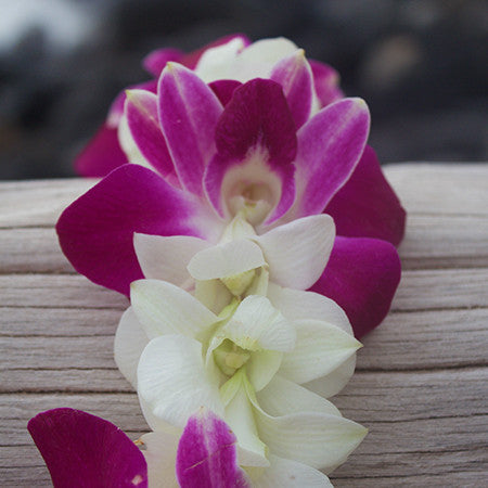 Single white & purple Orchid Lei