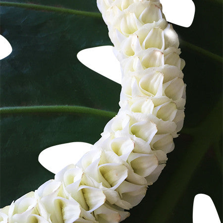 white orchid lei