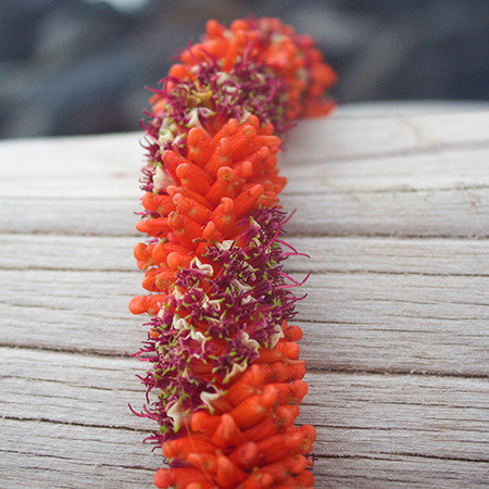 succulent lei Cigar Lei