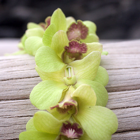 Green Orchid Lei